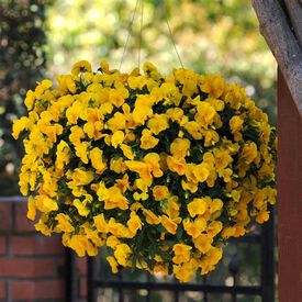 Yellow Golden Cool Wave, (F1) Viola Seeds